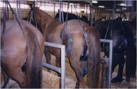 Pregnant Mares tied in tiny stall to collect urine for Premarin drug